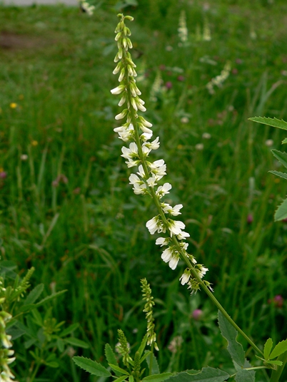 {Melilotus albus}